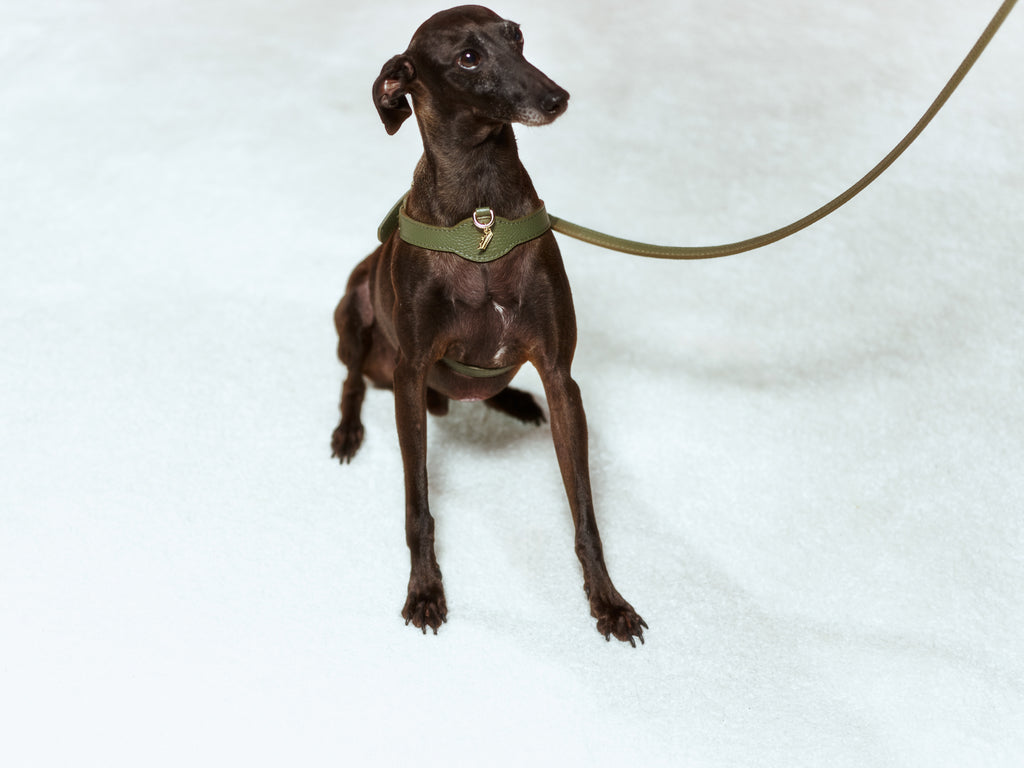 Imperial Viridis x Legacy