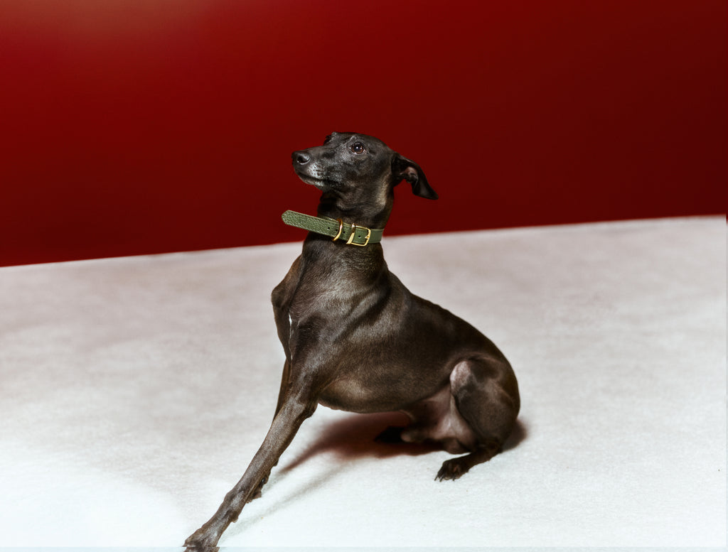 Duke Viridis x Legacy