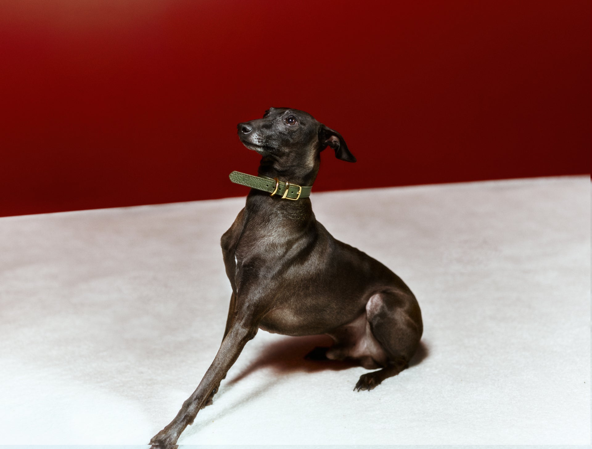 Duke Viridis x Legacy