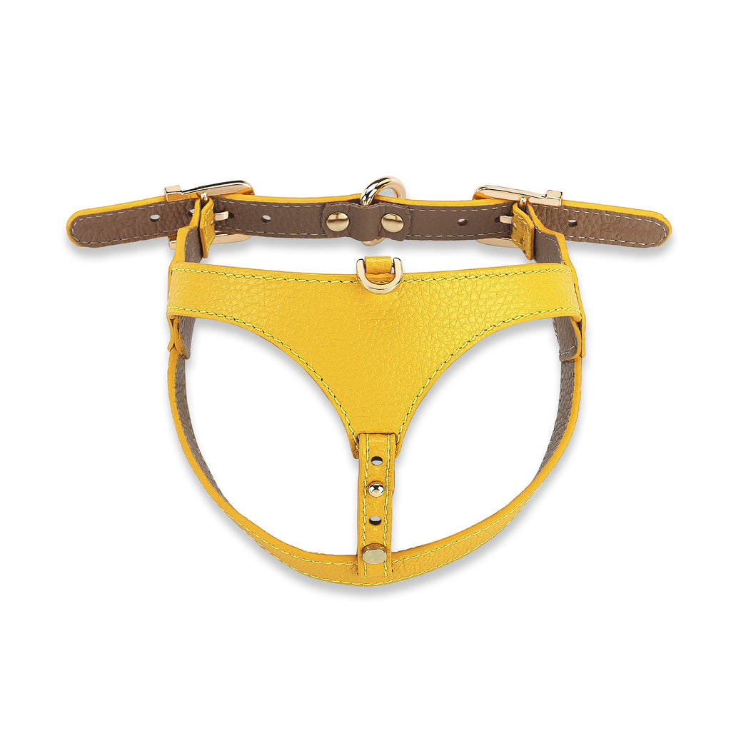 Cavalier Flavus x Yaga