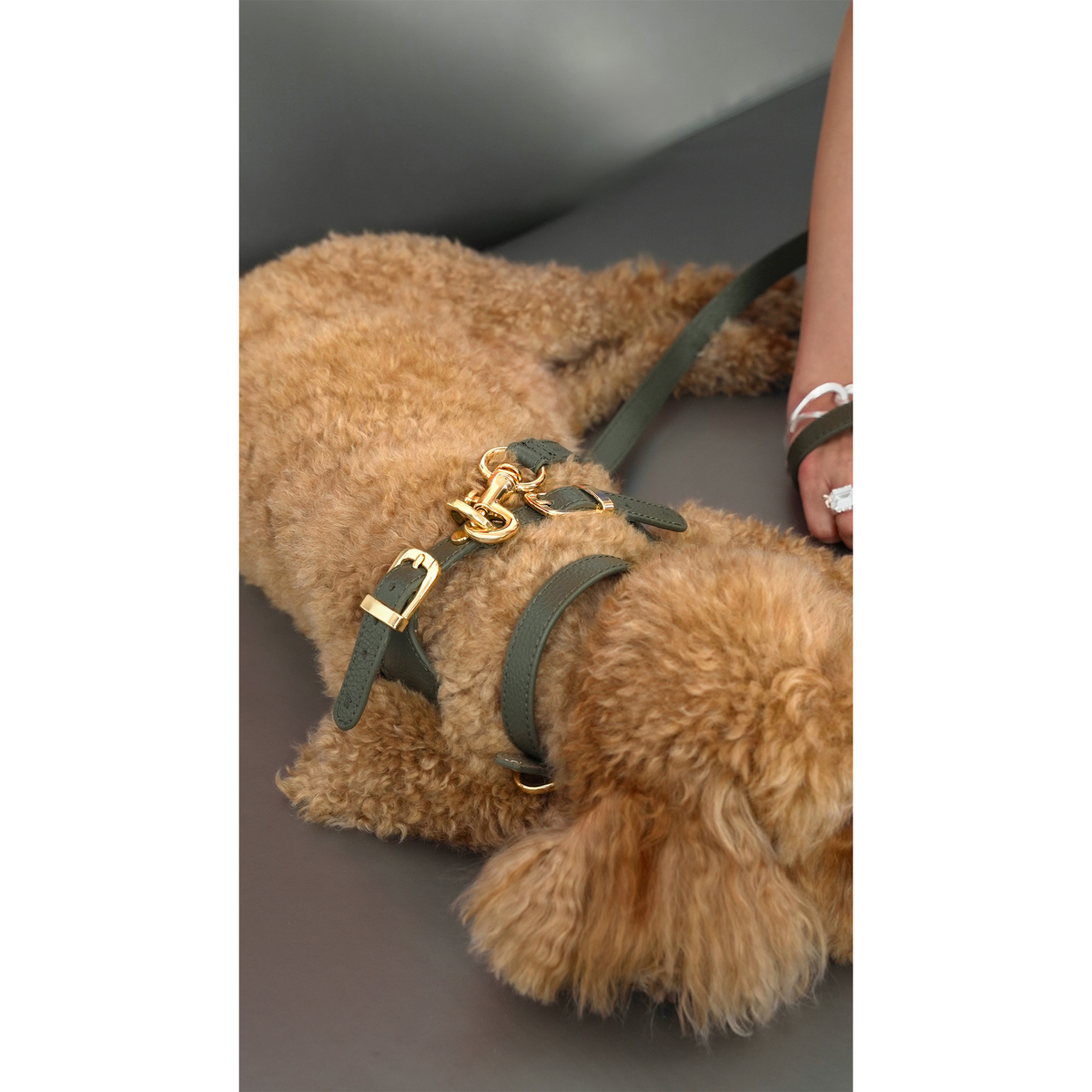 Cavalier Viridis x Yaga
