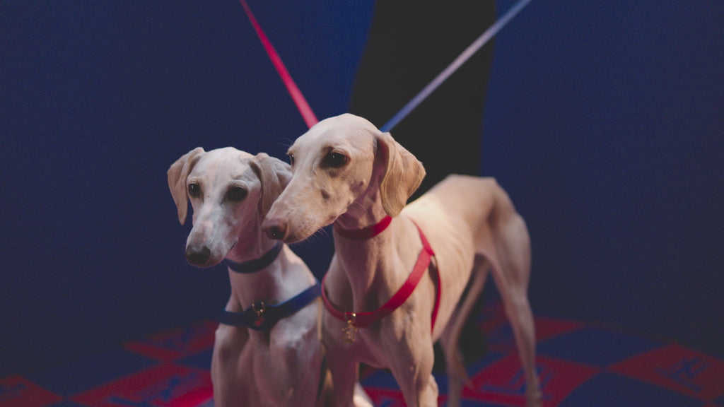 Lupinus Stone Charm Serenus